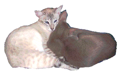 images/images.gif/soeurs.gif